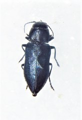 Melanophila