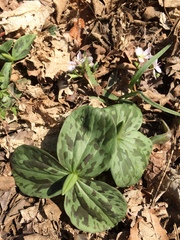 Trillium sessile