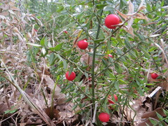 Ruscus aculeatus