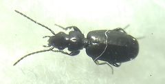 Microlestes