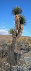 Yucca periculosa