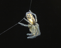 Paramatachia decorata