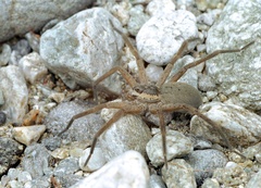 Dolomedes aquaticus