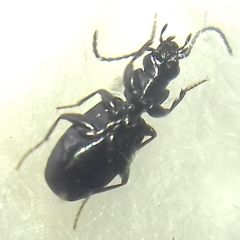 Microlestes