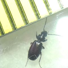 Microlestes