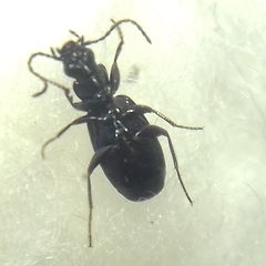 Microlestes