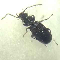 Microlestes
