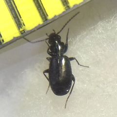 Microlestes
