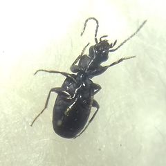 Microlestes