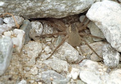 Dolomedes aquaticus