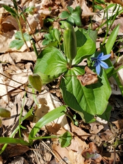 Trillium grandiflorum