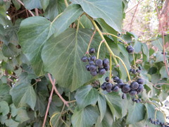Hedera colchica
