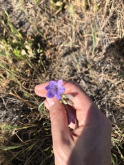 Triteleia laxa