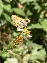 Hylephila fasciolata
