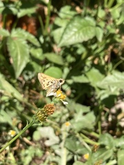 Hylephila fasciolata