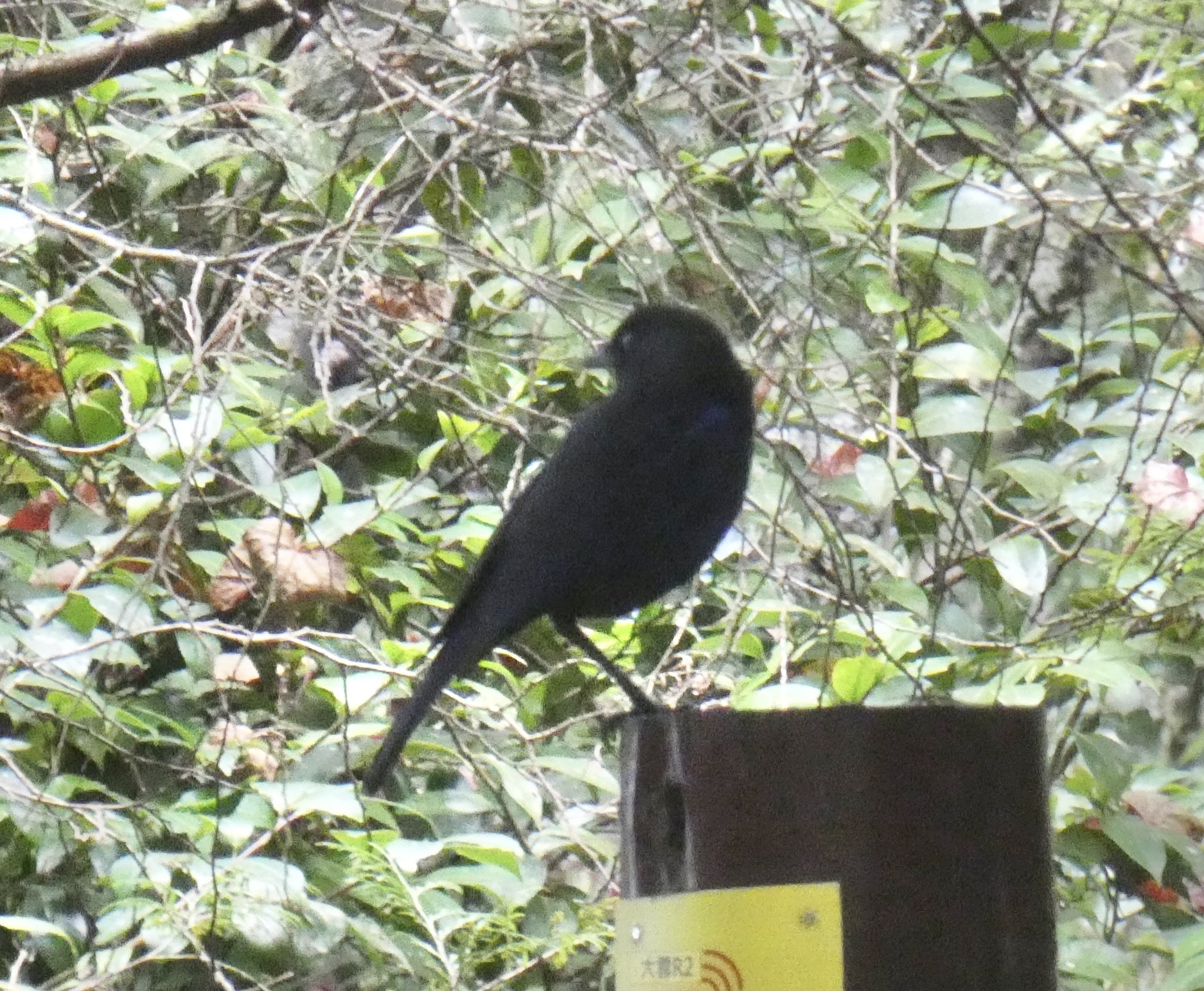 Taiwan Whistling Thrush