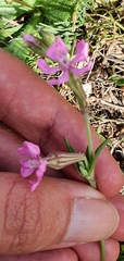 Silene colorata image