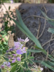 Leptotes trigemmatus