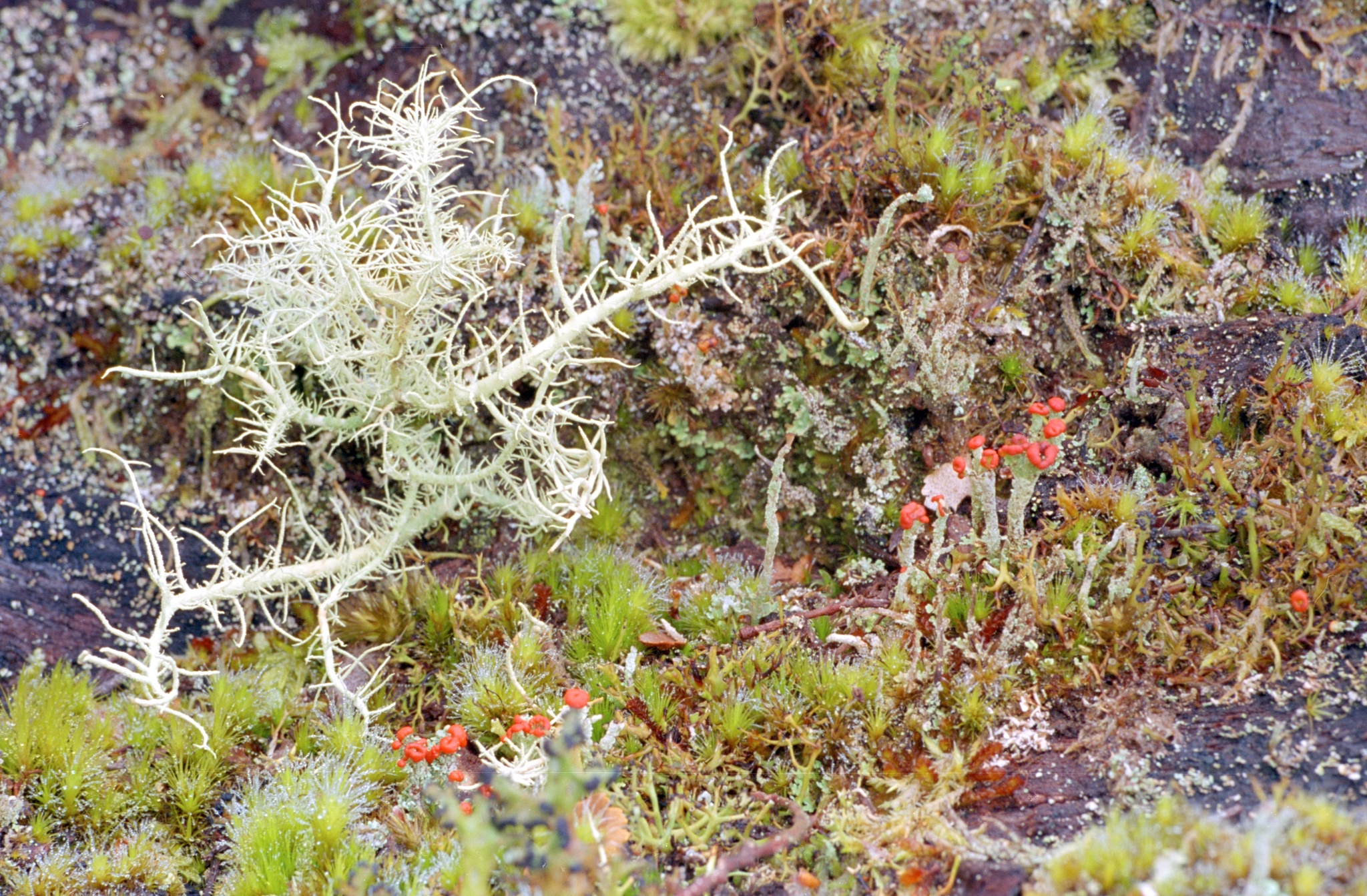 Cladonia floerkeana image