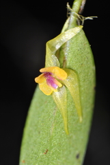 Lepanthes acuminata
