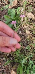 Silene colorata image