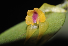 Lepanthes acuminata