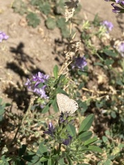 Leptotes trigemmatus
