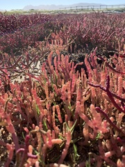 Salicornia meyeriana