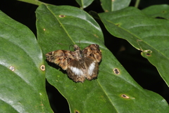 Noctuana lactifera