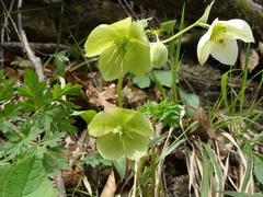 Helleborus orientalis