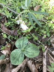Trillium sessile