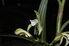 Corymborkis forcipigera