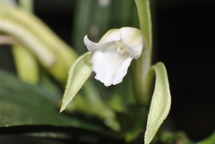 Corymborkis forcipigera