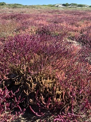 Salicornia meyeriana