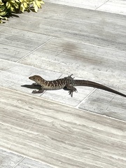 Pholidoscelis griswoldi