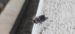 Andrena vaga