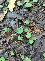Dichondra microcalyx