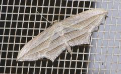 Arcobara multilineata