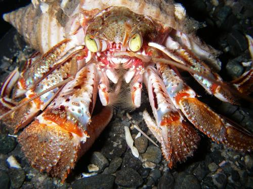 Alaskan Hermit Crab (Pagurus ochotensis) · iNaturalist