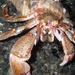 Alaskan Hermit Crab - Photo (c) aaronbaldwin, some rights reserved (CC BY-NC), uploaded by aaronbaldwin