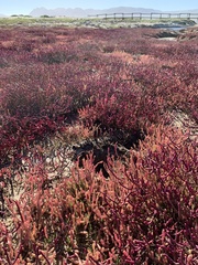 Salicornia meyeriana