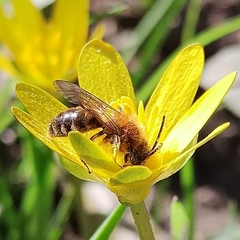 Andrena haemorrhoa