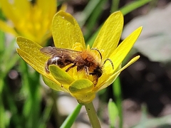 Andrena haemorrhoa