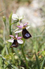 Ophrys bertolonii bertolonii