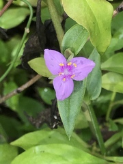 Callisia micrantha
