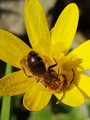 Andrena haemorrhoa