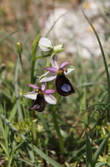 Ophrys bertolonii bertolonii