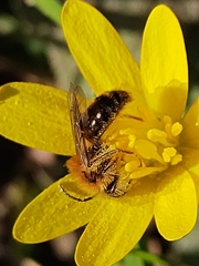 Andrena haemorrhoa