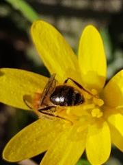 Andrena haemorrhoa