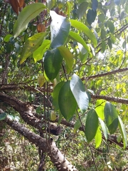 Zanthoxylum schreberi